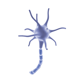3D illustration of neuron with dendrites and axon, showcasing complex structure of nerve cell in nervous system. image highlights intricate design of neural connections png