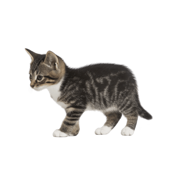 Cute tabby kitten with white paws stands alertly, showcasing its striped fur pattern and curious expression. kitten ears are perked up, and its tail is slightly raised png