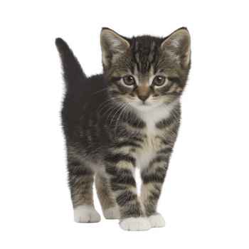 Cute tabby kitten with white paws stands alertly, showcasing its striped fur and curious expression. kitten small size and playful demeanor make it adorable sight png