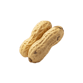 Two whole peanuts with textured shells are shown against transparency background. peanuts are positioned side by side, highlighting their natural, earthy appearance png