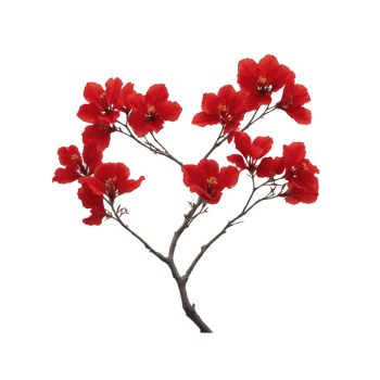Vibrant cluster of red flowers with delicate petals and yellow centers, arranged on thin branches, creating heart shape. image evokes sense of love and beauty png