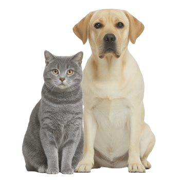 Gray cat and yellow Labrador retriever sit side by side, showcasing calm and friendly demeanor. cat fur is sleek and dog coat is smooth, highlighting their healthy appearance png