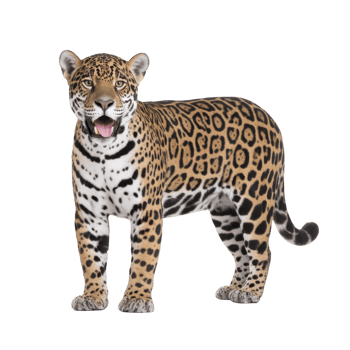 Majestic jaguar stands confidently, showcasing its striking spotted coat and powerful build. animal intense gaze and poised stance convey sense of strength and grace png