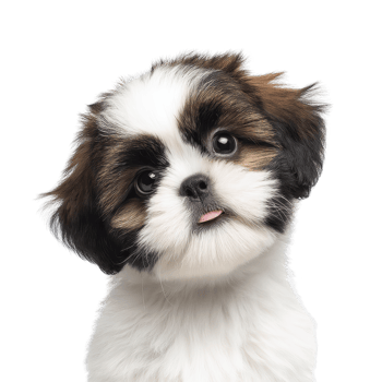 Cute Shih Tzu puppy with fluffy fur and playful expression tilts its head slightly, showcasing its adorable features. puppy fur is mix of white, brown, and black, adding to its charm png