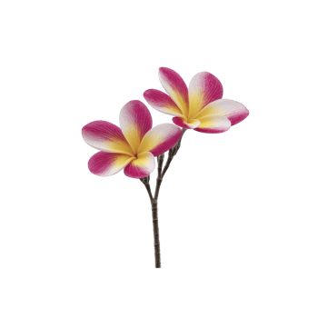 Two vibrant plumeria flowers with pink and yellow petals are displayed against transparency background, showcasing their tropical beauty and delicate structure png