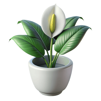 Spathiphyllum pot plant 3d isolated, glossy peace lily in white planter png