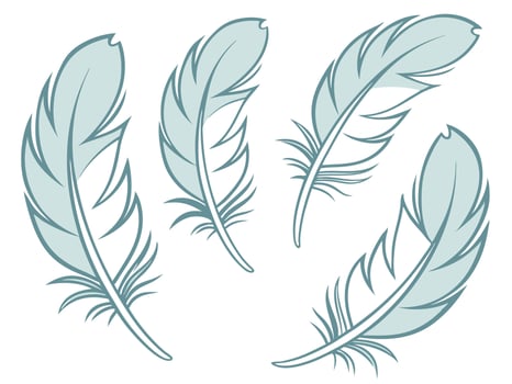 illustration of four elegant light blue feathers on a pristine white background for various creative designs. vector