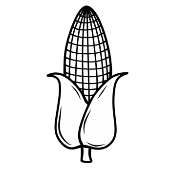 Line Illustration of corn isolated png