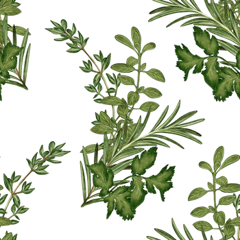 Watercolor seamless pattern with cilantro, rosemary, thyme and other herbs on a white background. Ideal for packaging, cuisine, textiles, menus, restaurant and gastronomic design. png