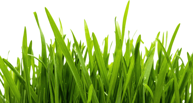 Close Up Of Vibrant Green Grass Blades With Tiny Water Droplets Against A Transparent Background png