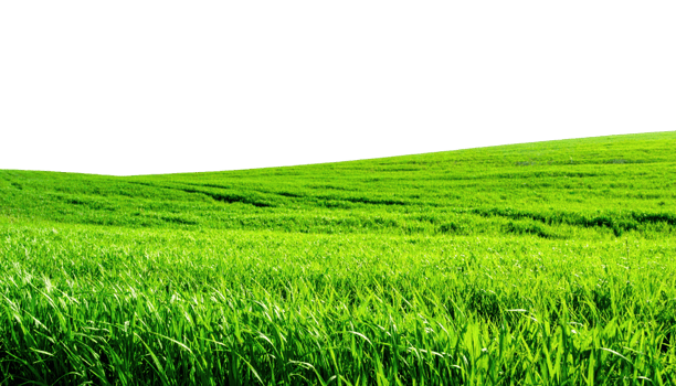 Bright green field with a close up of vibrant grass blades and a soft rolling hillside transparent png