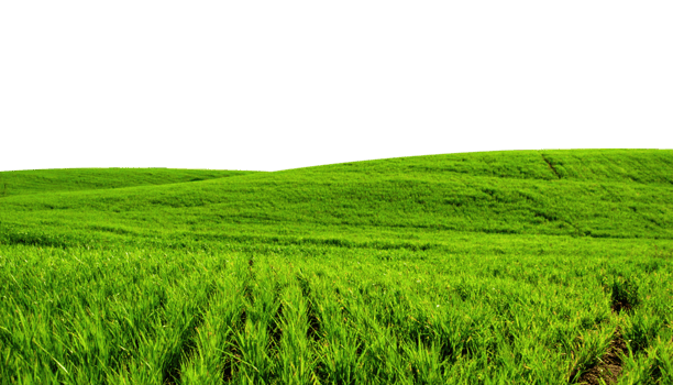 Vibrant green grass completely covers undulating gentle hills showcasing fresh spring growth png