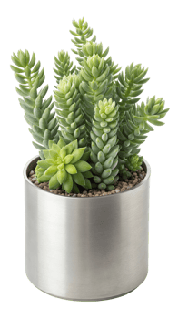 Sedum morganianum succulent plant in silver pot isolated on transparent background png