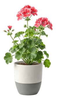 Pink geranium plant in gray and white pot isolated on transparent background png