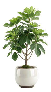 Ficus plant in modern pot isolated on transparent background png