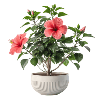 Pink hibiscus plant in a modern pot isolated on transparent background png