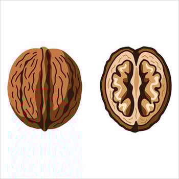 Minimalist walnut illustration. Shell and nut with clean line art style. vector