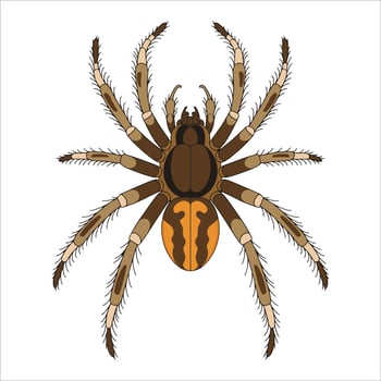 Brown recluse spider illustration isolated. Dangerous arachnid for warning signs and biology themes. vector
