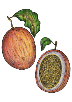 hand drawn illustration of passion fruit png