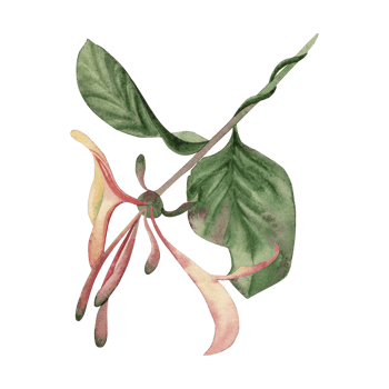 A twig with a honeysuckle flower, caprifolia, in yellow-pink shades, with green leaves. The watercolor illustration is hand-drawn, in a botanical style. Suitable for card design, packaging, wedding png