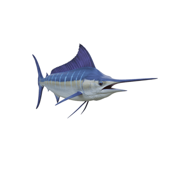 Striped Marlin Swimming, Isolated on Transparent Background png