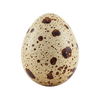 Closeup of a Speckled Quail Egg on Transparent Background png