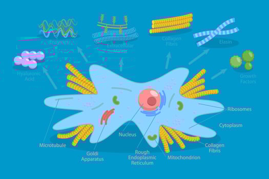 Diagram of cell structure and components vector
