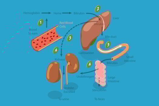 3D Isometric Flat Conceptual Illustration of Heme Catabolism, Educational Diagram vector