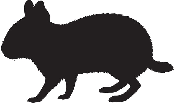 Cavy solid black silhouette vector