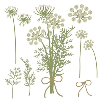 Stylized Botanical Art of Medicinal Herb Visnaga, Ammi Visnaga, Plant, Folliage, Flower vector
