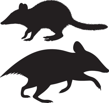 Eastern Barred Bandicoot solid black silhouette vector