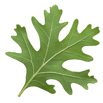 A vibrant green oak leaf with distinct lobes and visible veins, showcasing intricate patterns of nature. leaf texture and shape highlight its natural beauty png