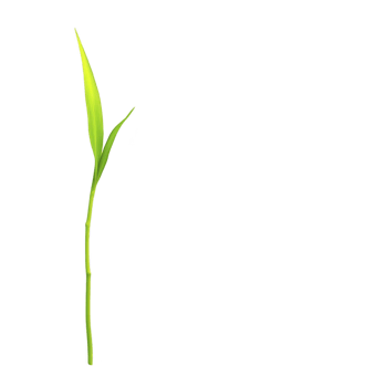 A single green bamboo shoot with two leaves stands against transparency background, symbolizing growth and simplicity. vibrant color and minimalistic design create serene and natural aesthetic png