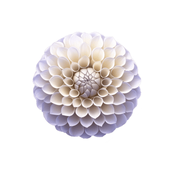 A close up of symmetrical dahlia flower with soft white and purple petals, showcasing its intricate and delicate structure against transparency background png