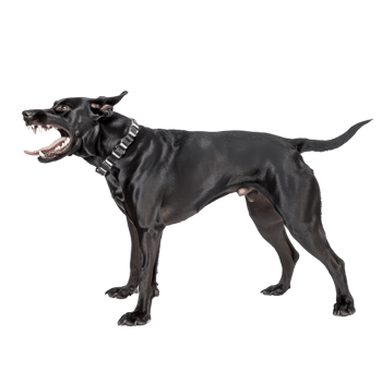 A fierce black dog with bared teeth and spiked collar stands alert, showcasing its muscular build and intense expression. dog stance and expression convey sense of aggression and strength png