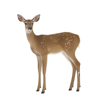 A graceful deer stands with calm expression, showcasing its delicate features and spotted coat. animal slender legs and alert ears highlight its natural elegance png