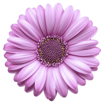 A vibrant pink daisy with delicate petals radiates from detailed center, showcasing nature intricate beauty. flower soft hues and symmetrical form evoke sense of tranquility png