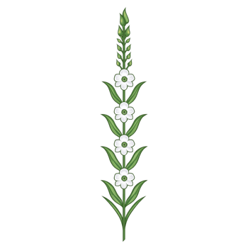 A vertical illustration of stylized green plant with white flowers arranged in linear pattern, showcasing simple and elegant design. plant features elongated leaves and symmetrical structure png