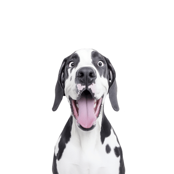 A happy Great Dane with black and white coat looks directly at camera with its tongue out, expressing joy and excitement. background is plain, emphasizing dog playful expression png