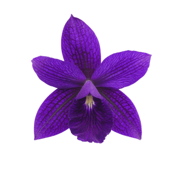 A vibrant purple orchid with intricate petal patterns and central yellow accent, showcasing nature elegance and beauty. flower rich color and delicate structure captivate eye png