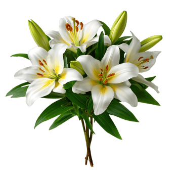Elegant bouquet of white lilies isolated on transparent background image png