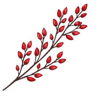 branch with vibrant red berries and dark brown stems, creating striking contrast. berries are small and glossy, giving festive and natural appearance png