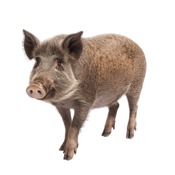 wild boar stands on transparency background, showcasing its bristly fur and distinctive snout. animal alert expression and sturdy build highlight its natural presence png