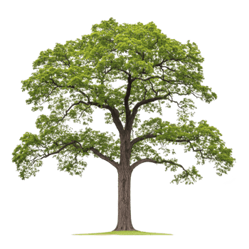 tall, lush green tree with sturdy trunk and expansive branches, showcasing vibrant foliage against clear background, symbolizing growth and nature beauty png