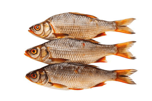 Three fresh roach fish stacked top of each other against a neutral png