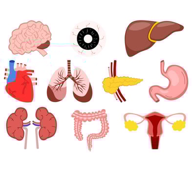 Cartoon illustration of human organs vector