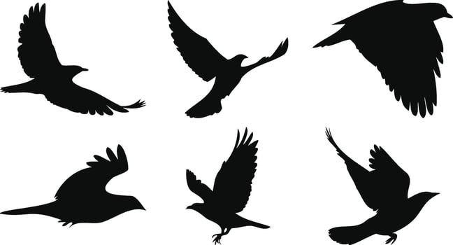 Large-Winged Birds in Soaring Motion vector