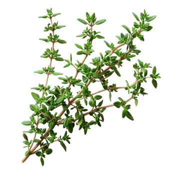 Close-Up of Organic Thyme Herb Bunches with Green Leaves Isolated on Transparent Background png