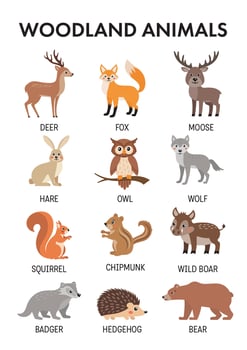 woodland animals illustration vector