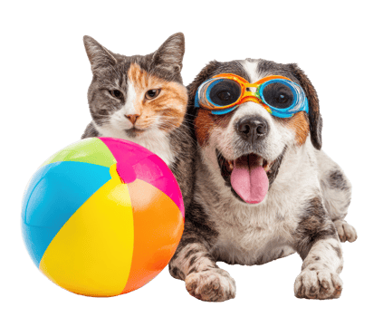 Happy pets enjoying summer fun with beach ball and goggles png